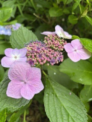 IMG_1895.jpeg
