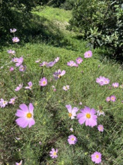 IMG_2027.jpeg