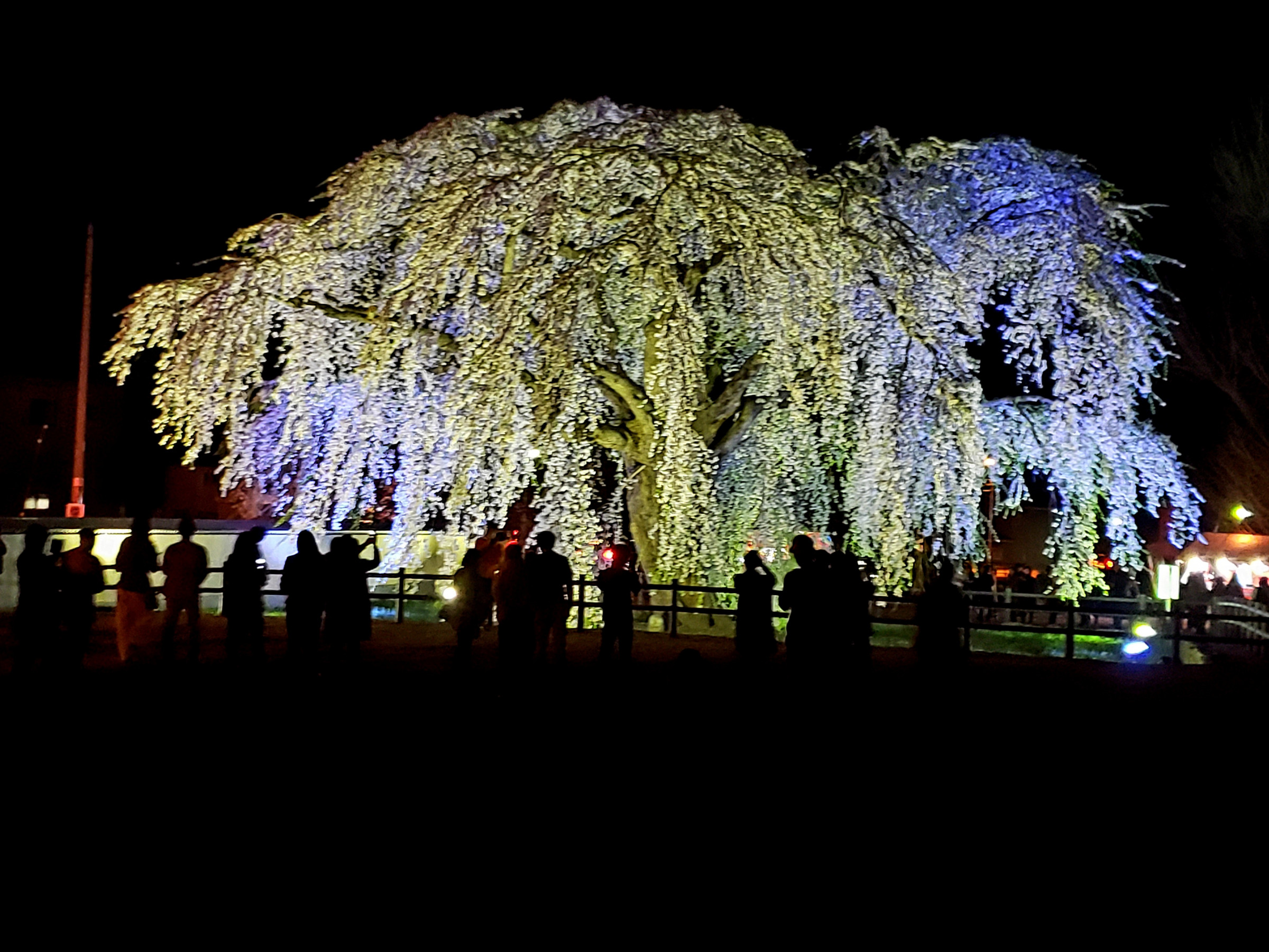 法亀寺枝垂桜