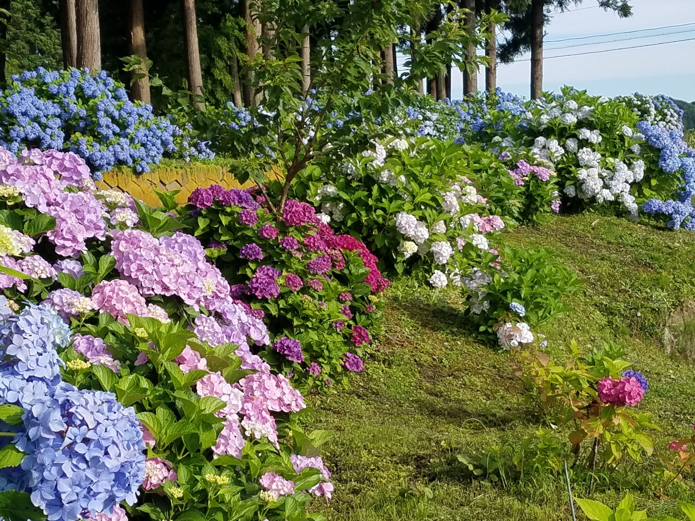 近くの小学校の子供さん達に綺麗な環境で学んで欲しいと紫陽花の咲く庭を整備しました。