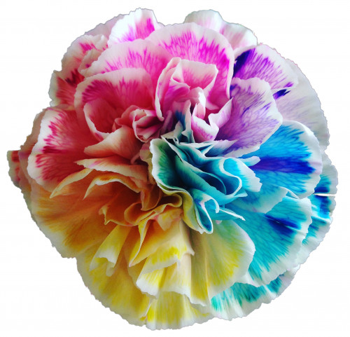 Flower Cafe 花暦 高崎市 レインボーローズ かき氷 わたあめ