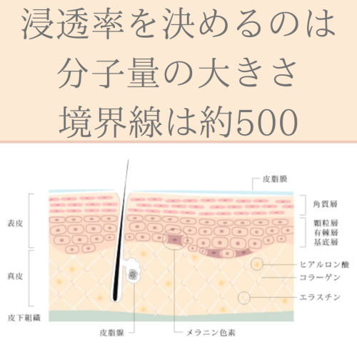化粧品は何で角質層までしか浸透しないの？