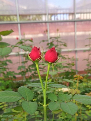 サクランボのようなつぼみ