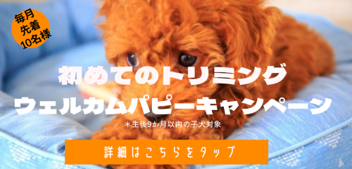 ポーランド食器バナー (1).png