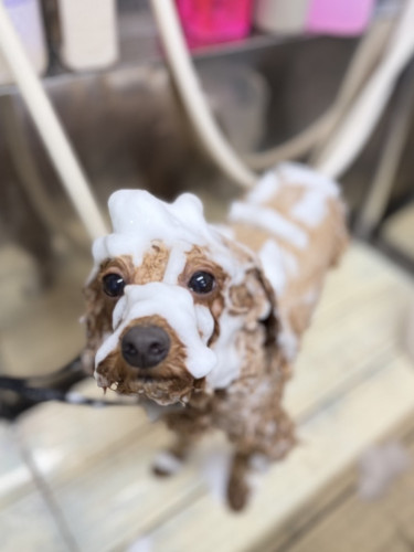 line_oa_chat_251114_094225 (1).jpeg