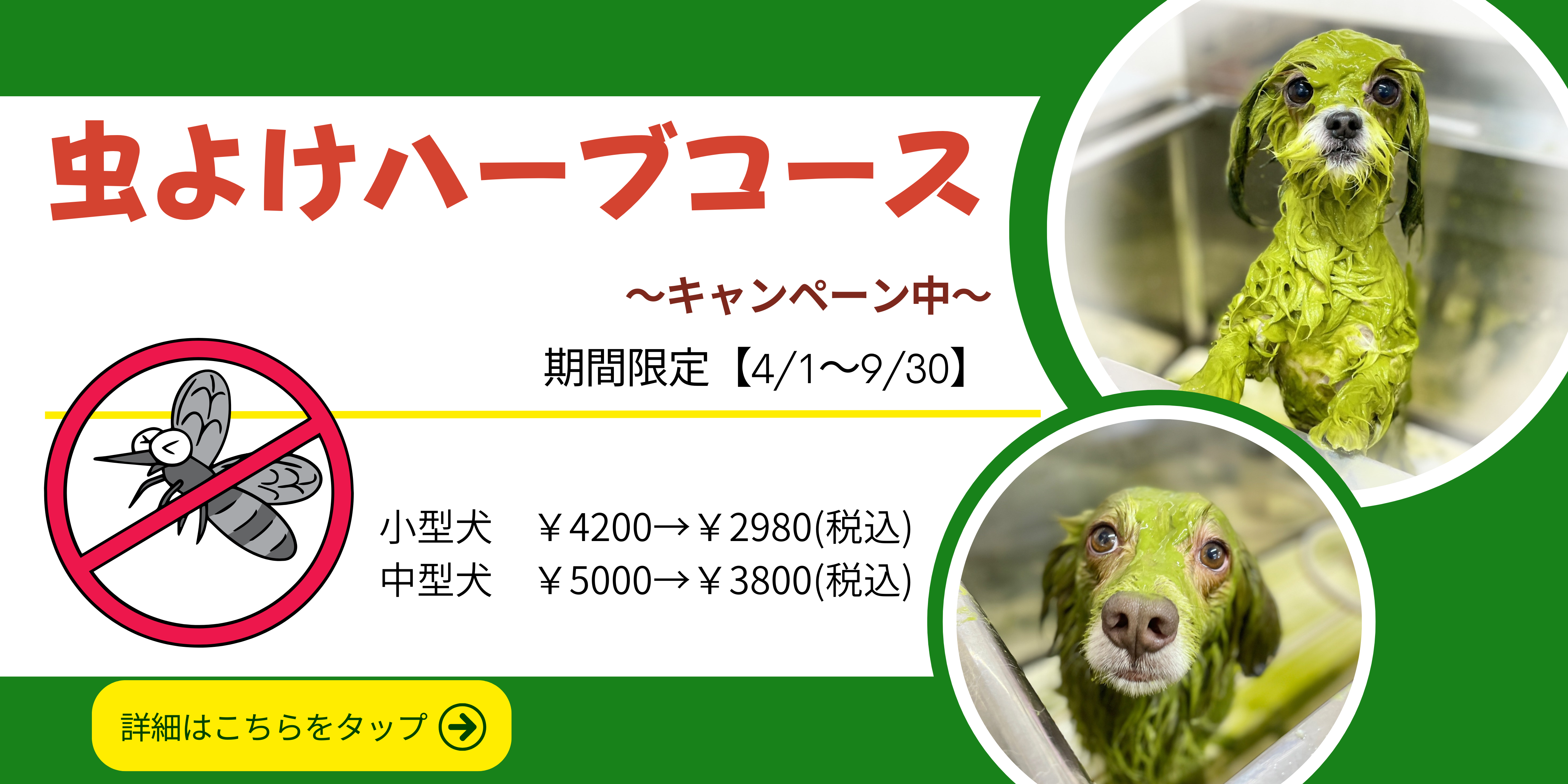 Green and Yellow Minimalist Gardening Workshop Medium Banner (1).png