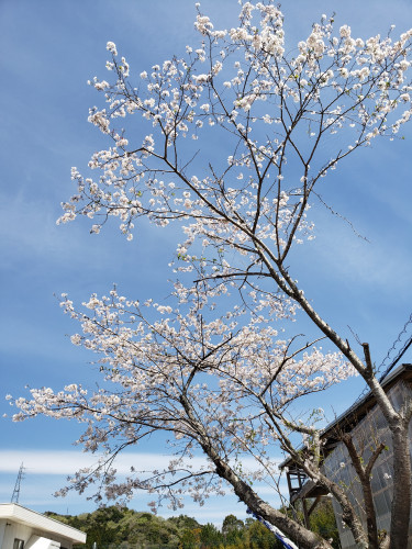 桜の木1.jpg