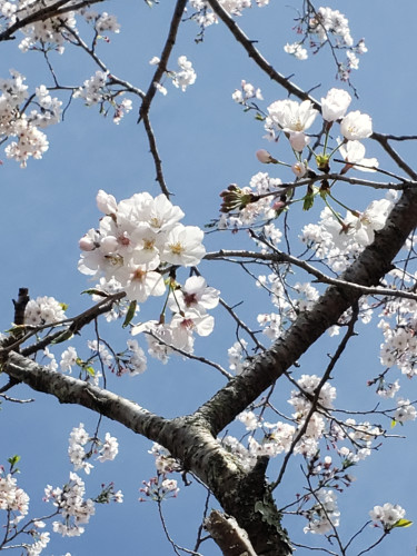 桜の木2.jpg