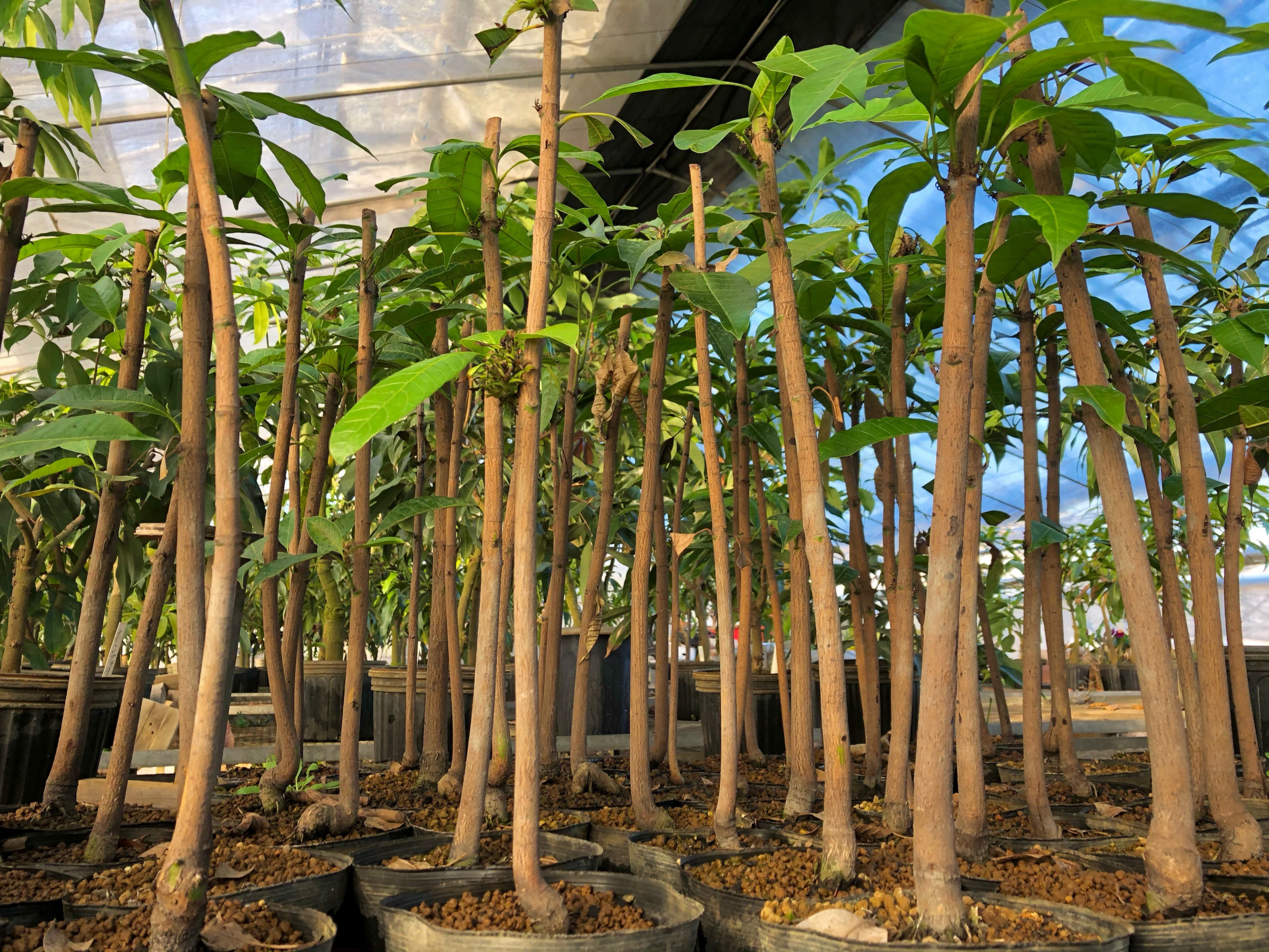 ほそいマンゴーファーム マンゴーの苗木販売と栽培方法も教えます