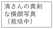 ほそいマンゴーファーム マンゴーの苗木販売と栽培方法も教えます