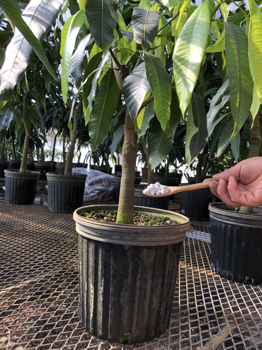 マンゴーの育て方 基本情報 ほそいマンゴーファーム