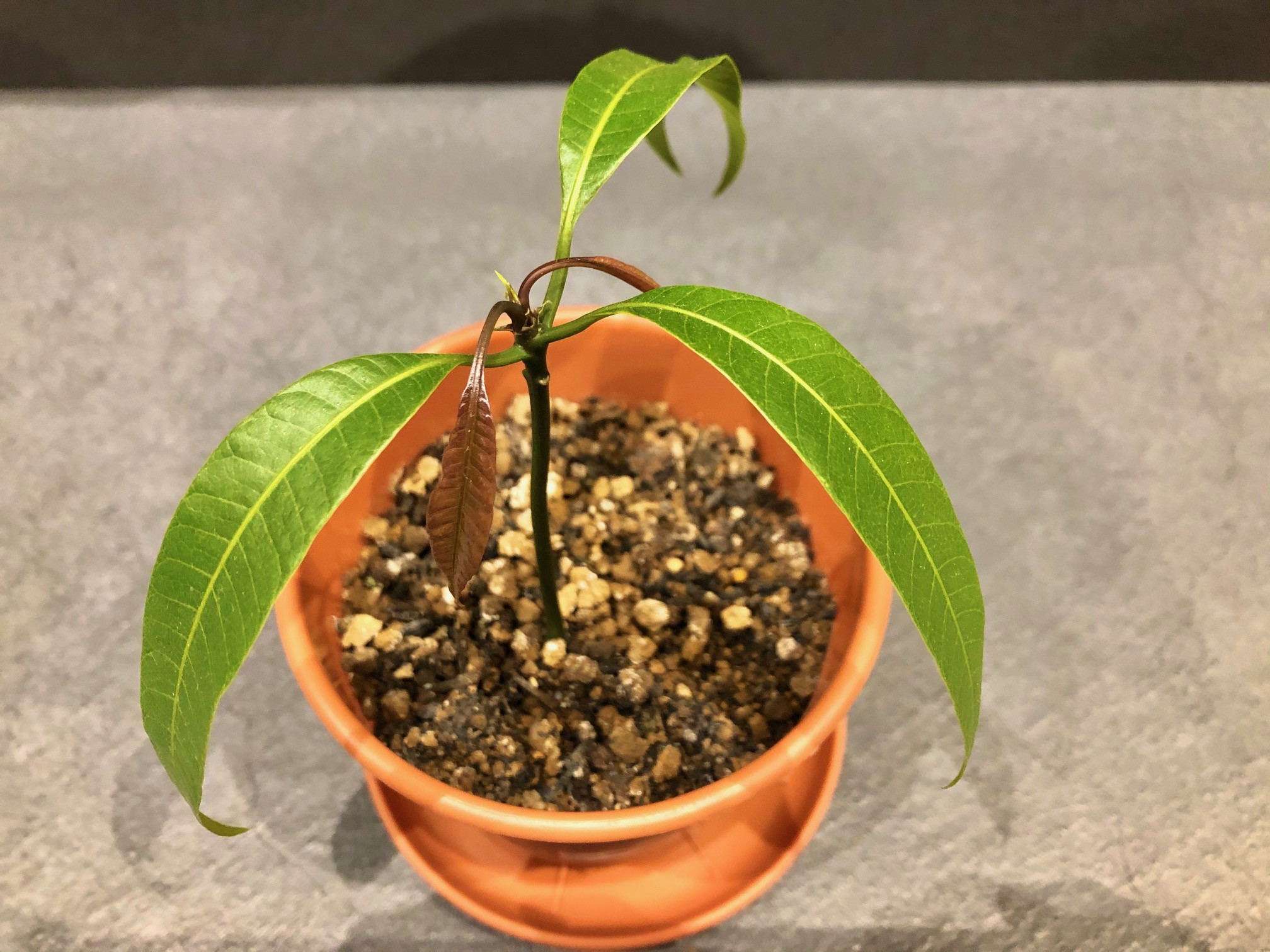 マンゴー写真(苗木、花、芽、実、管理など) ほそいマンゴーファーム