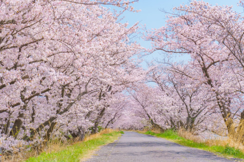 桜並木-min.jpg