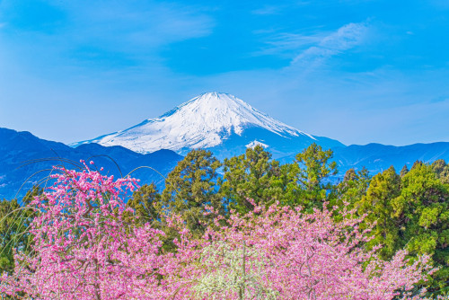 桜と富士山-min.jpg