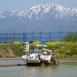 田植え1.jpg