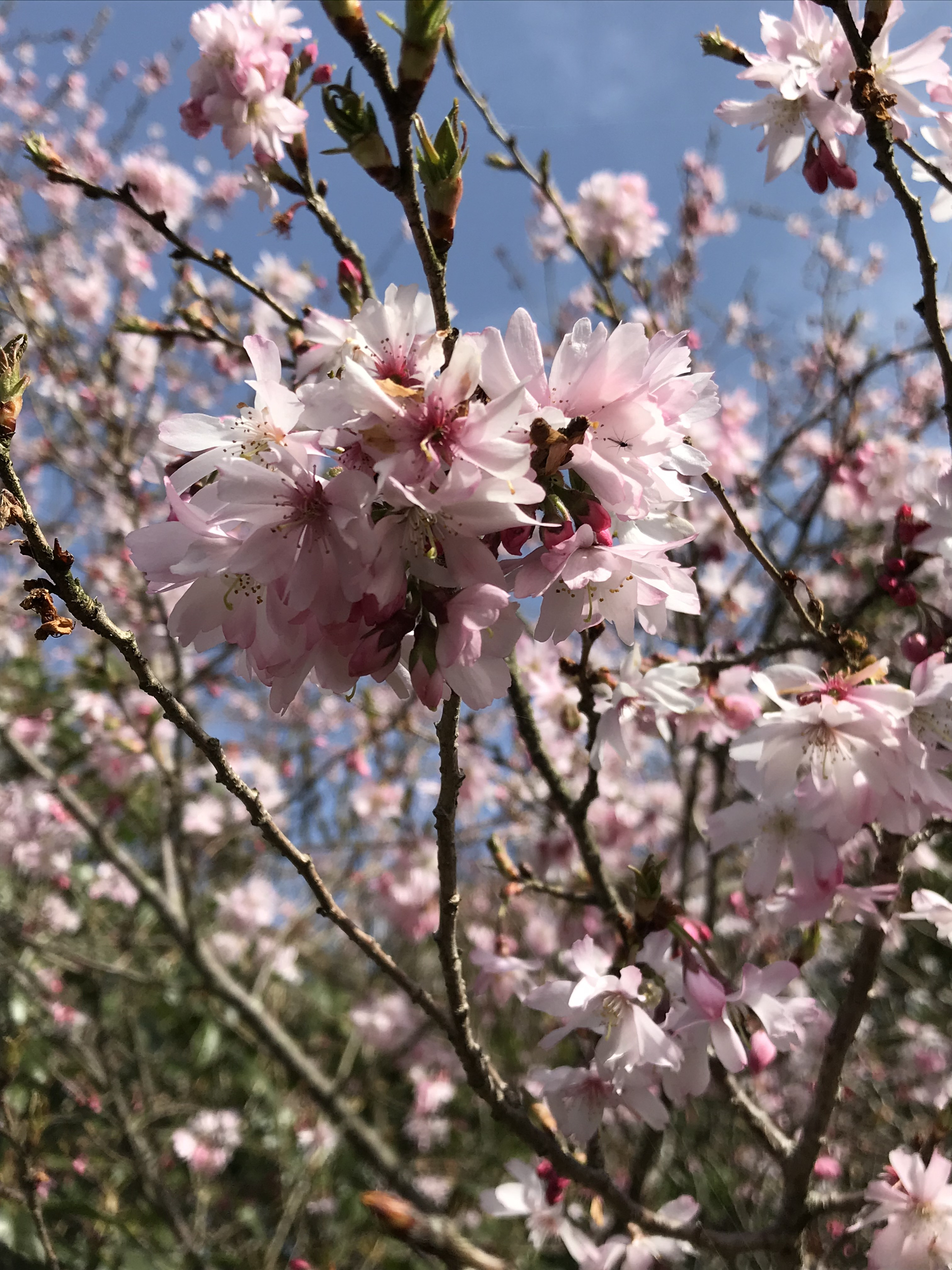 桜開花🌸