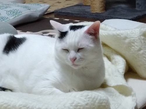 nazu.JPG