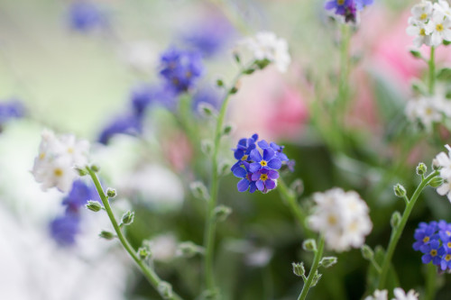 forget-me-not-4835705_1920.jpg
