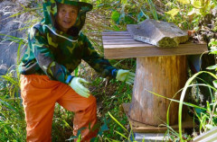 日本ミツバチの採集