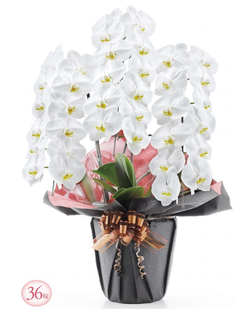 胡蝶蘭 - 株式会社アクシズ