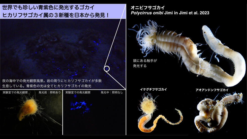 名古屋大学との共同研究で新しい発光生物を発見！