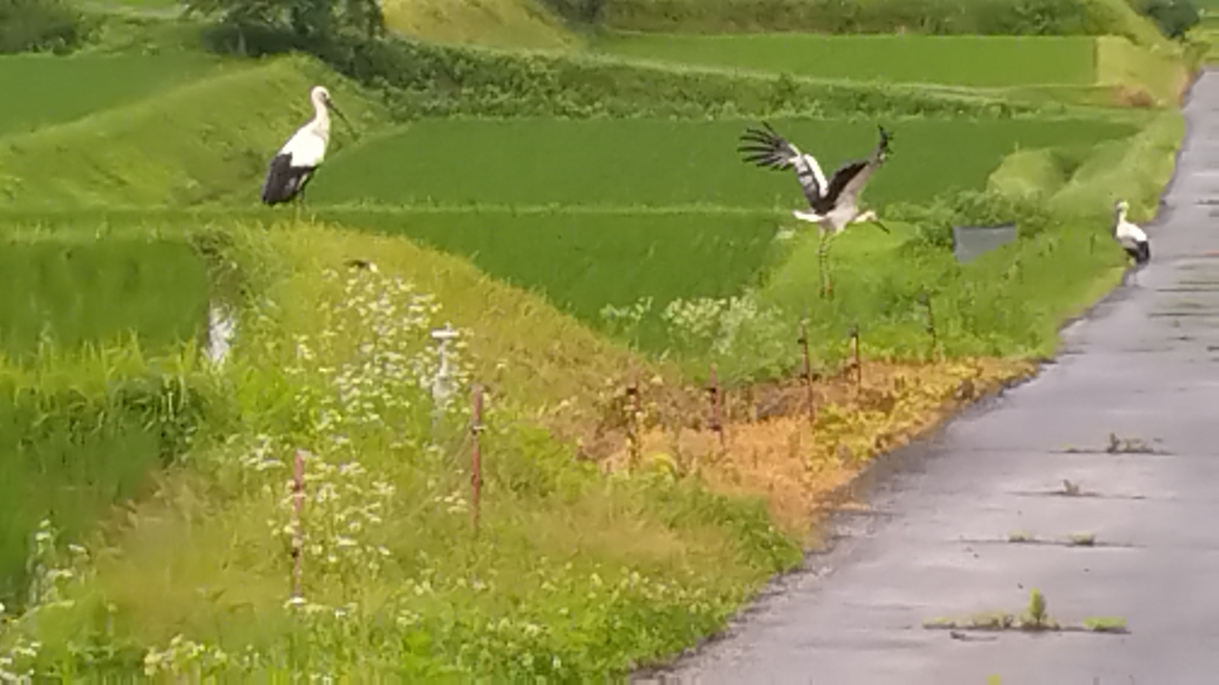 いらっしゃいませ！コウノトリ