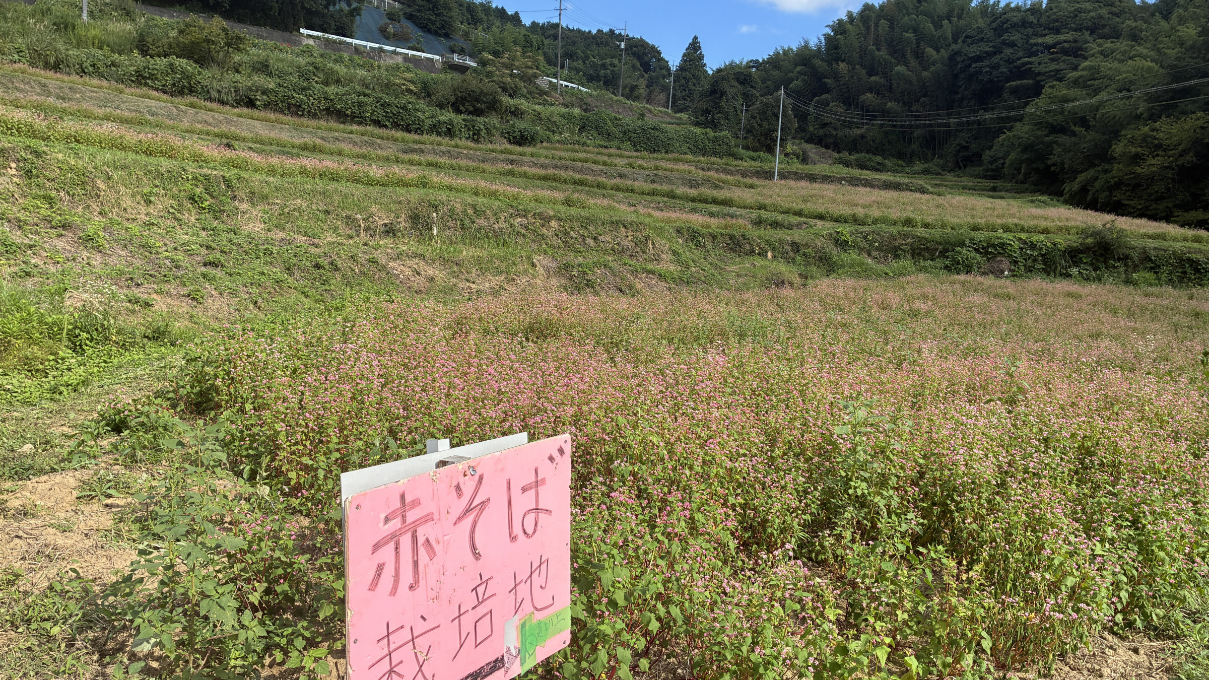 2026年の蕎麦景色