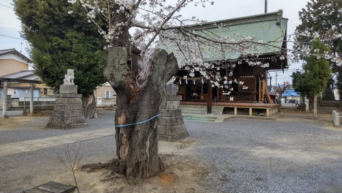 身近な神社で身近な氏子✦パワーも身近に✦✦✦