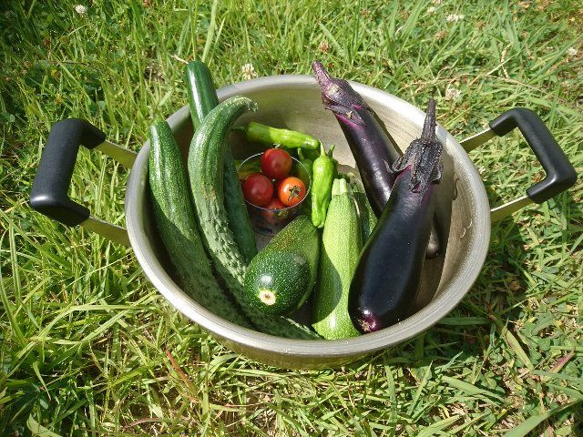 野菜収穫体験始めます