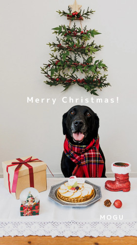 Merry Christmas!_20251111_233346_0000.jpg