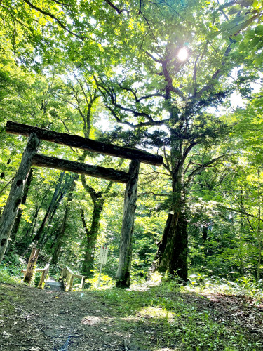 来運神社　緑の世界.jpg