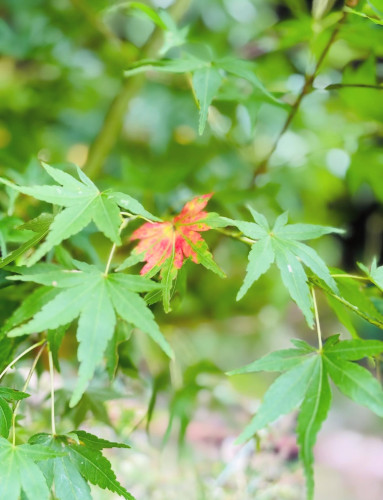 紅葉(もみじ)が仲間に加わりました
