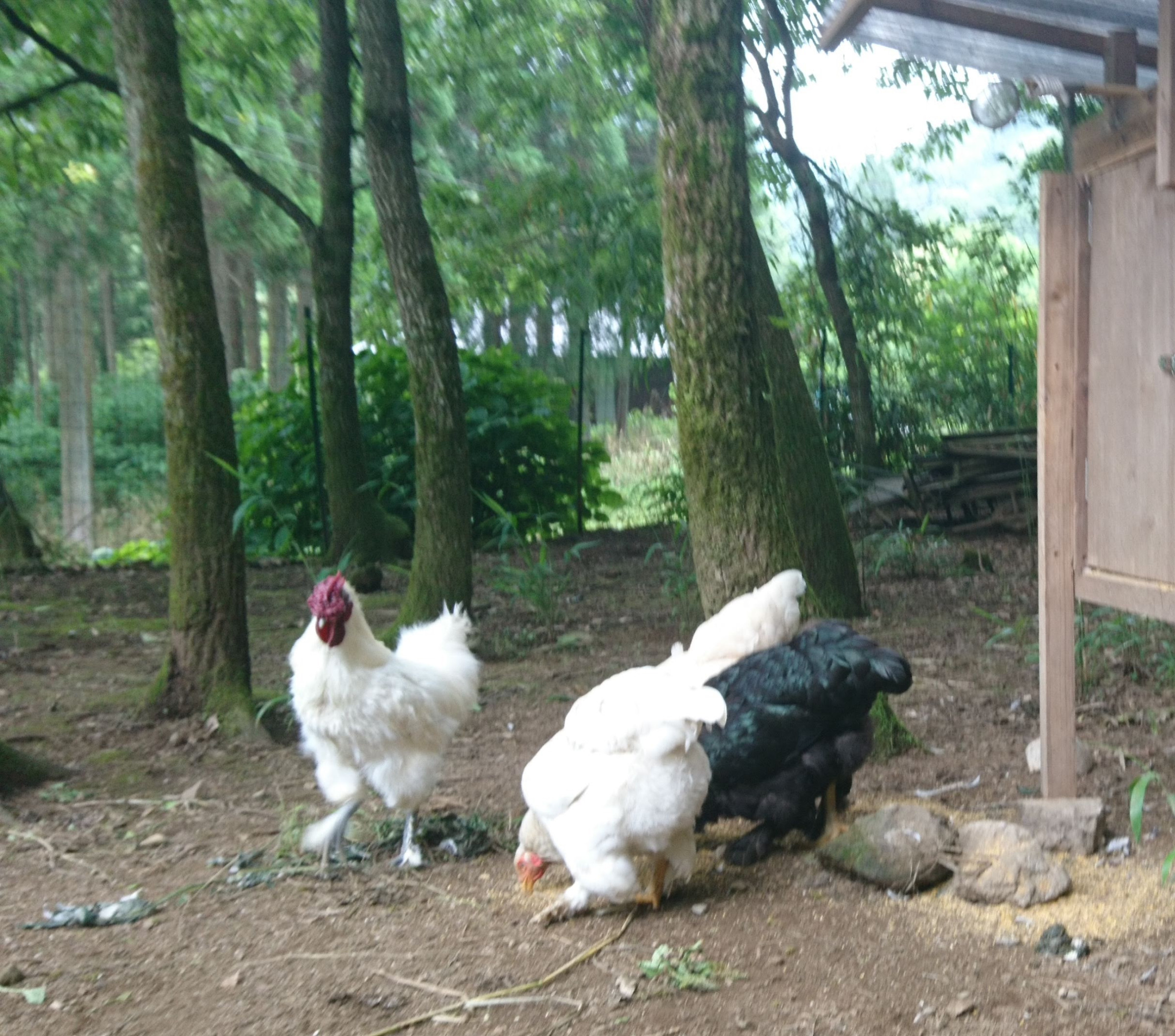 くぬぎの林の鶏たち