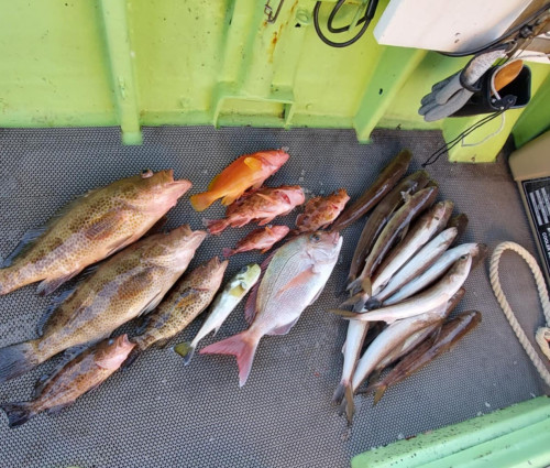 お魚カレーとダックワーズ