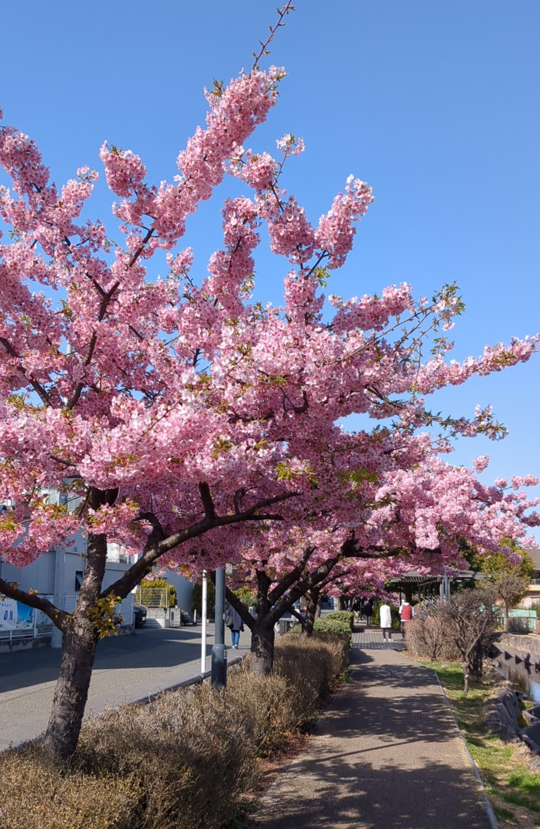  「茶じいじのひとり言」～弥生～