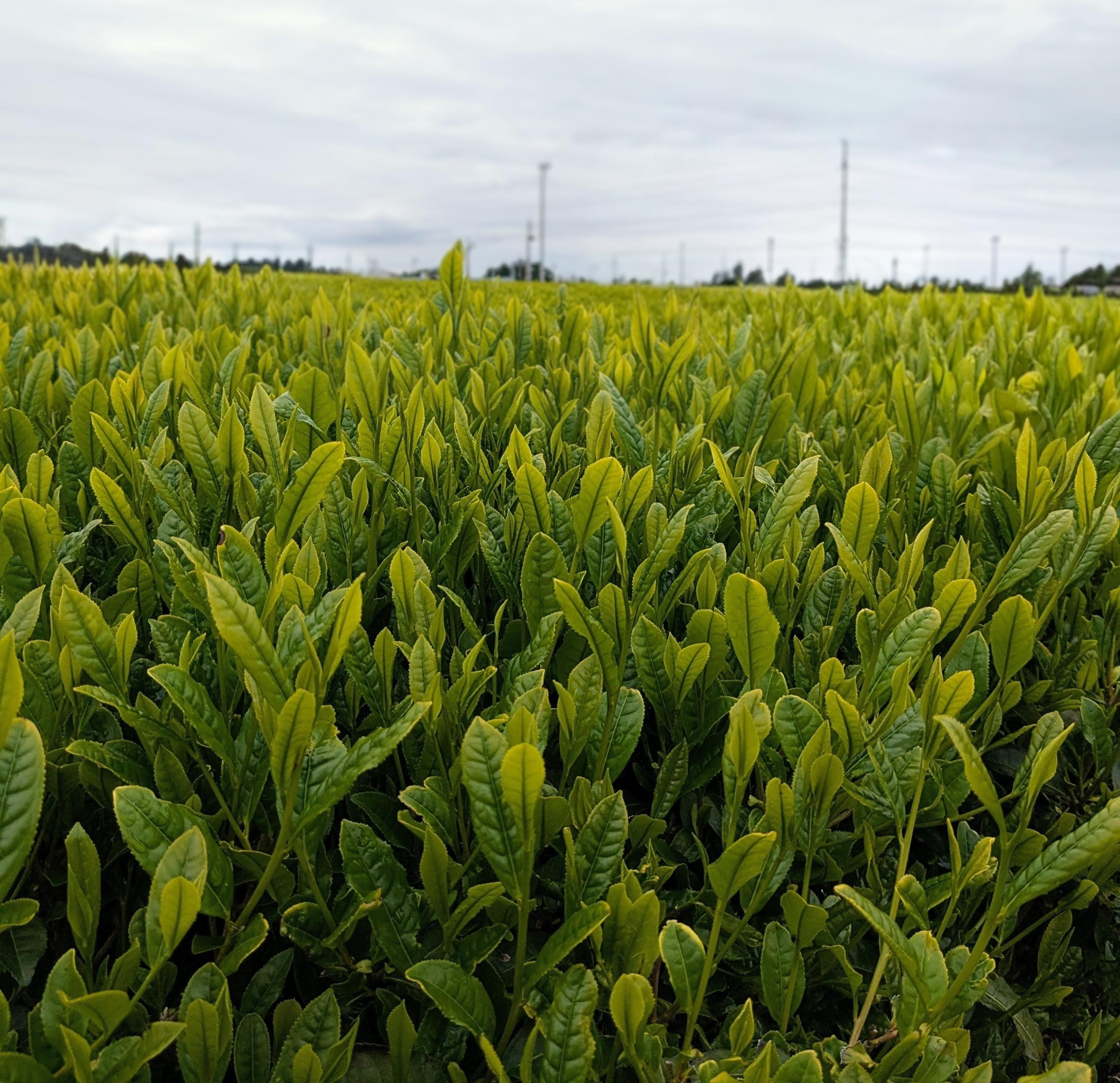 「茶じいじのひとり言」～卯月～