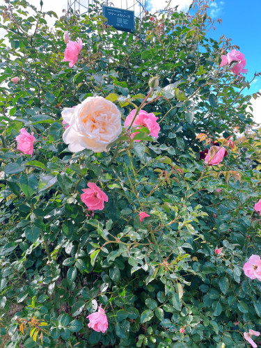 IMG_9010.jpeg
