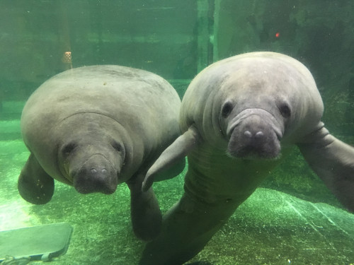 アメリカマナティ　ニールとベルグ