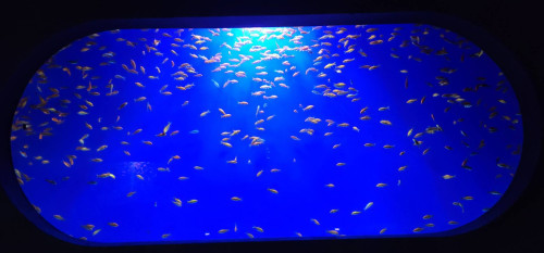 新エリアオープン（金魚エリア＆オタリアプール）