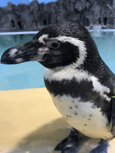 ペンギンご飯タイムが再開します！
