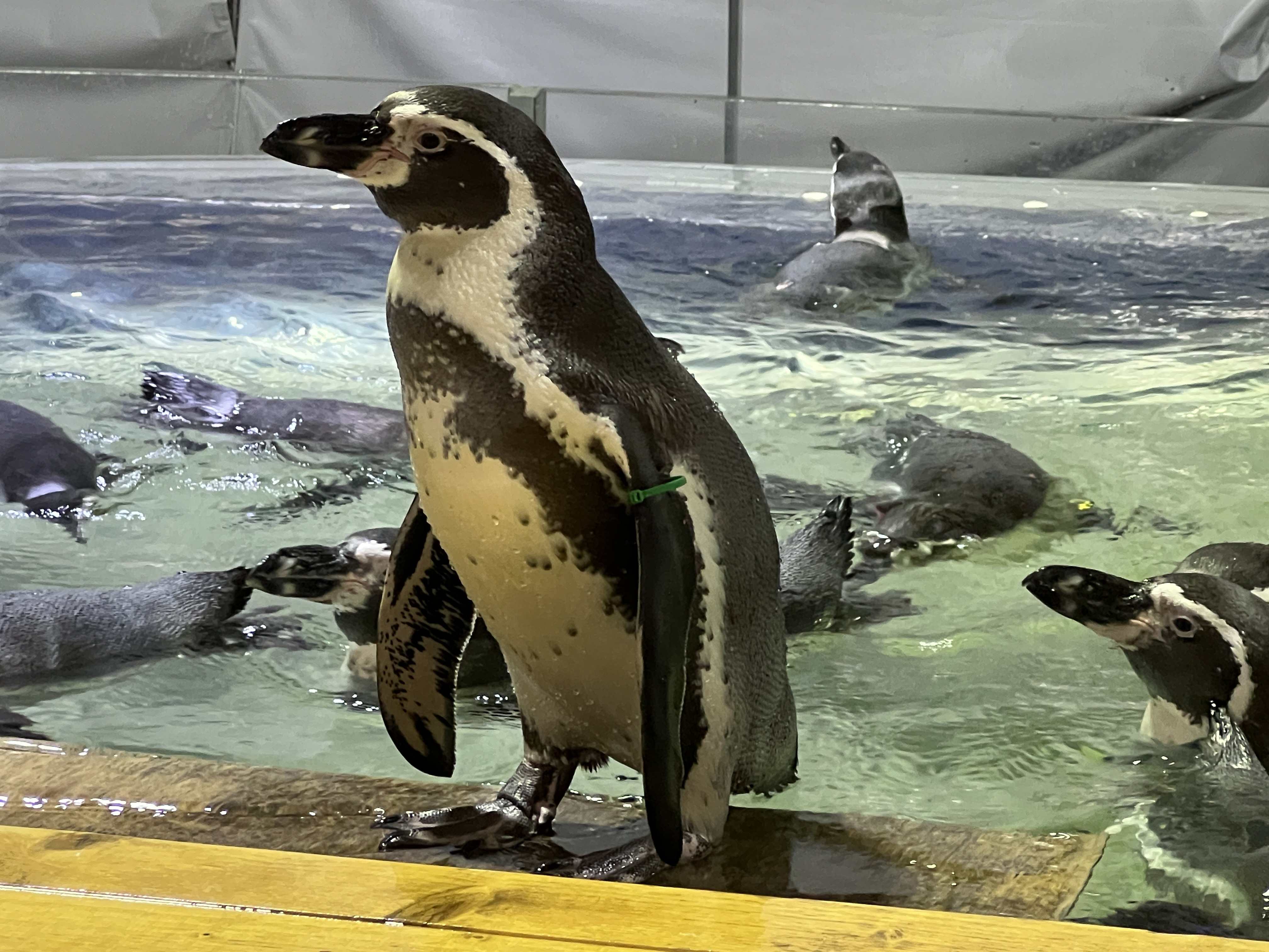 お知らせ - 新屋島水族館