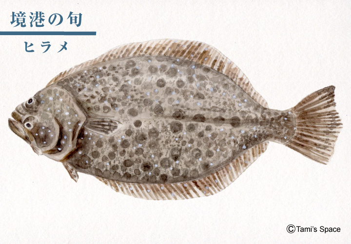 鳥取の県魚 ヒラメ