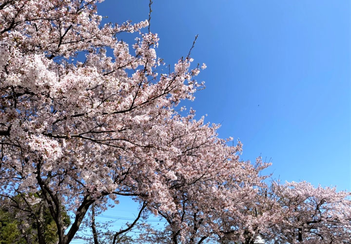 境港　桜満開！