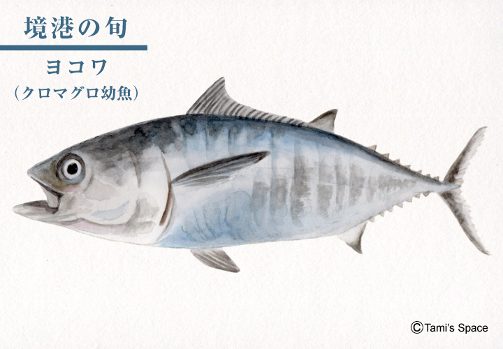 ヨコワはクロマグロの幼魚