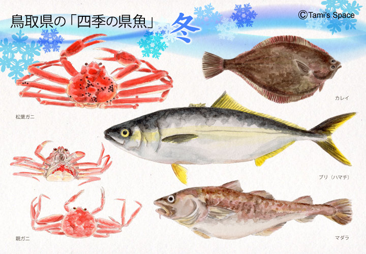鳥取県冬の県魚