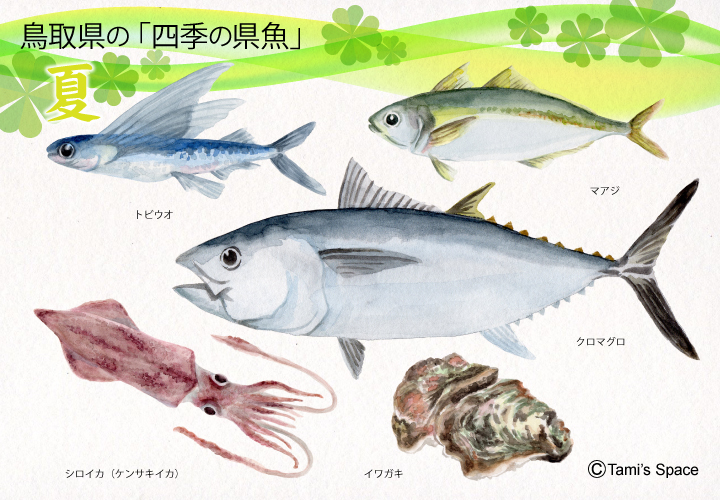 鳥取県夏の県魚