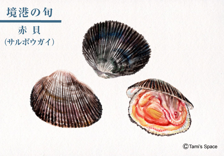 境港の旬　赤貝
