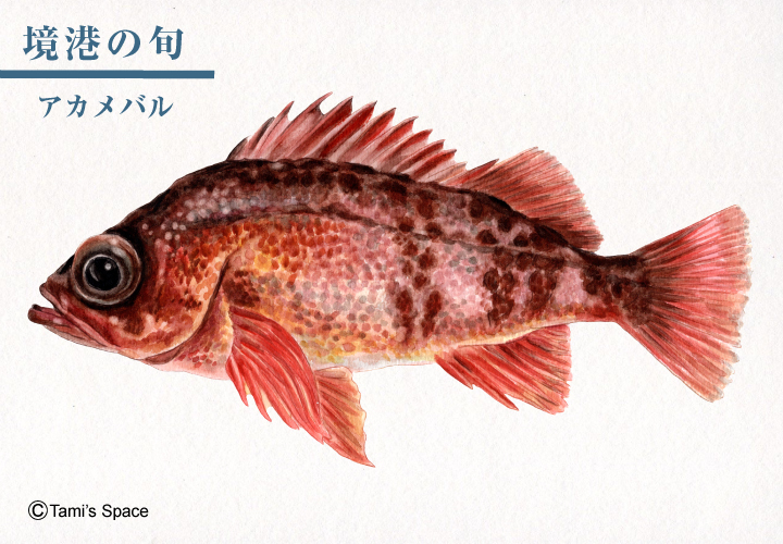 境港の旬 アカメバル