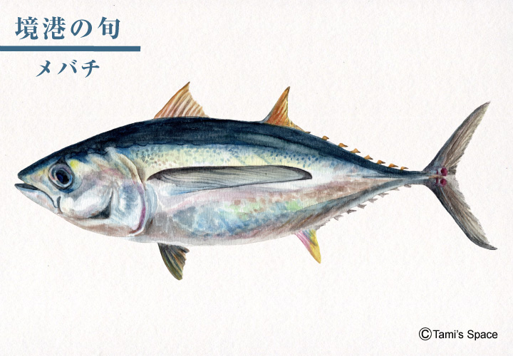 赤身が美味しいメバチ