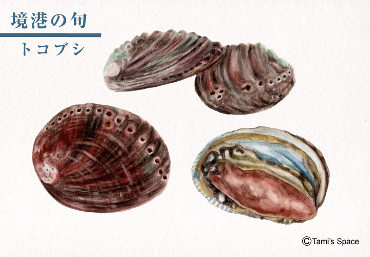 トコブシは小さい